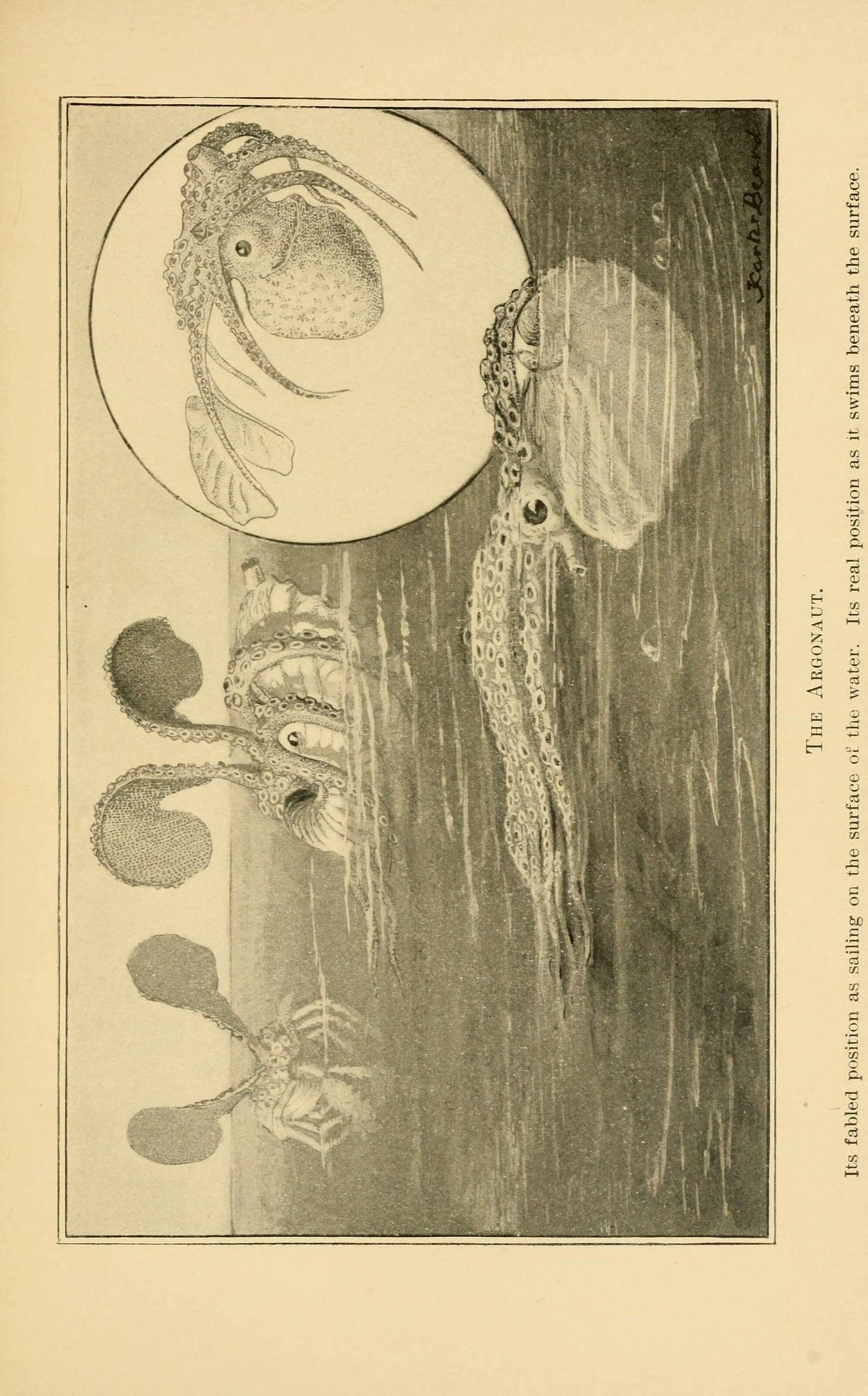 Image of argonauts and paper nautiluses