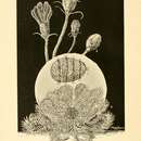 Image of Antedon bifida bifida (Pennant 1777)