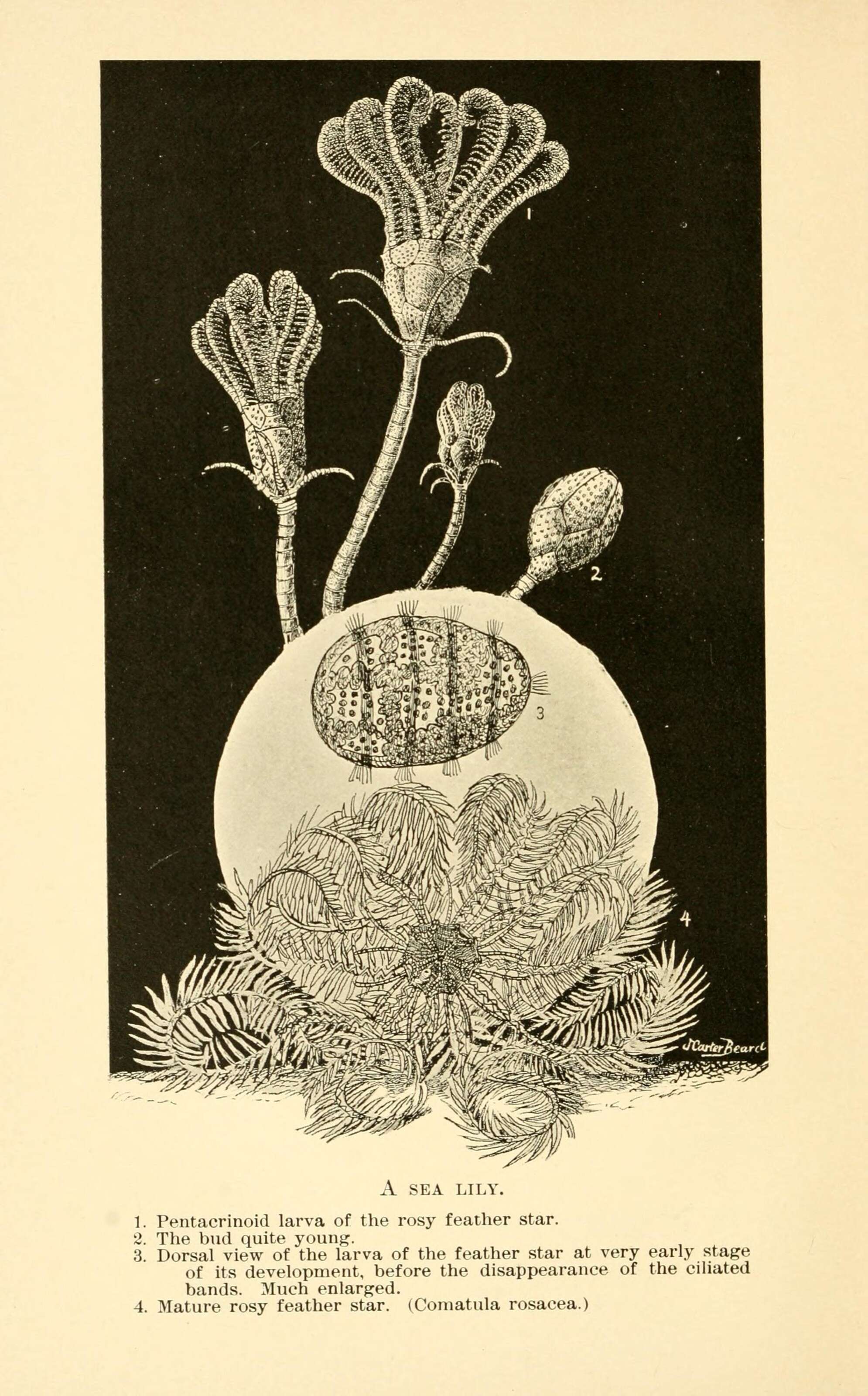 Image de Antedon bifida bifida (Pennant 1777)