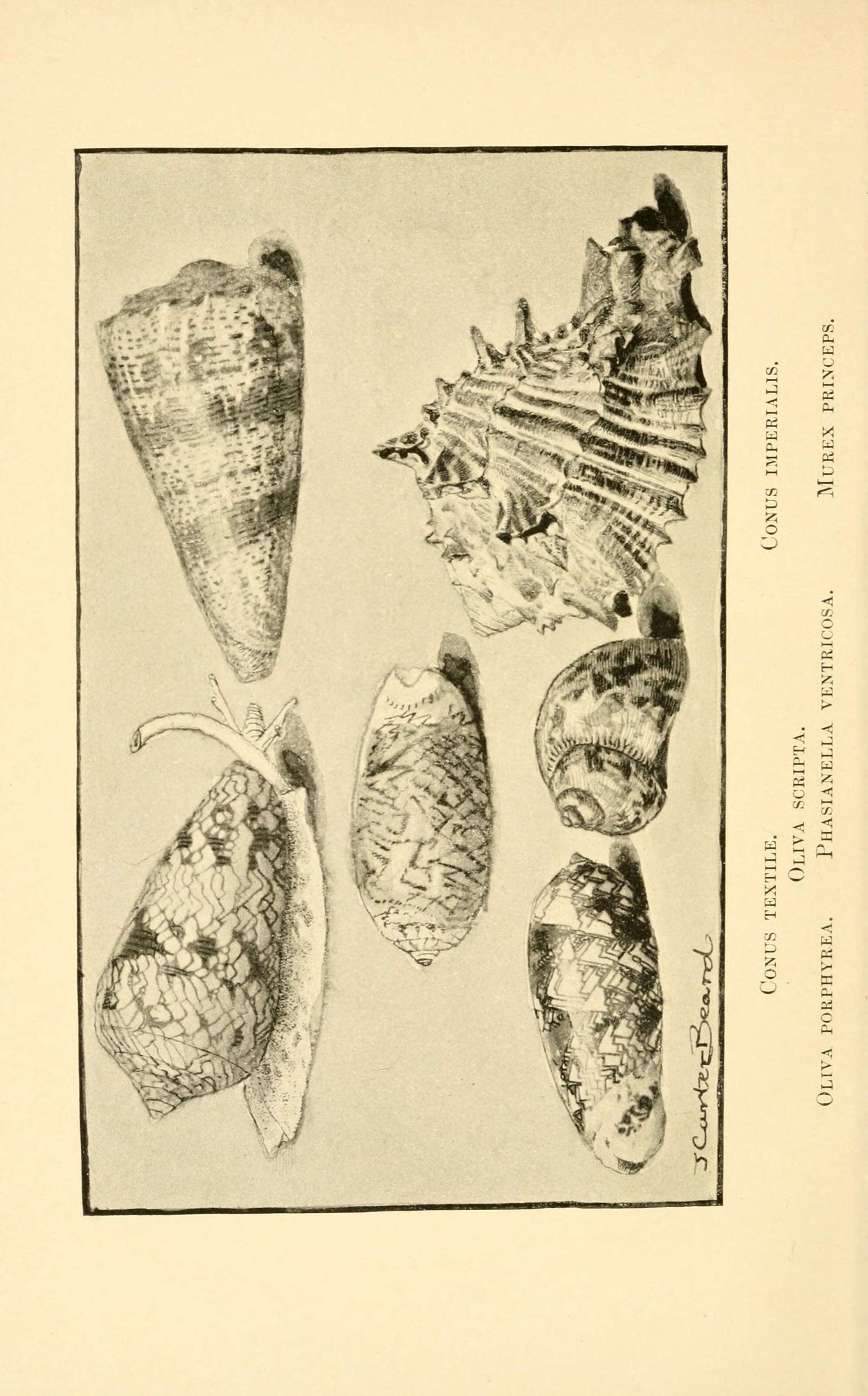 Image de Conus textile Linnaeus 1758
