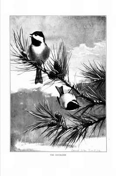 Image of Black-Capped Chickadee