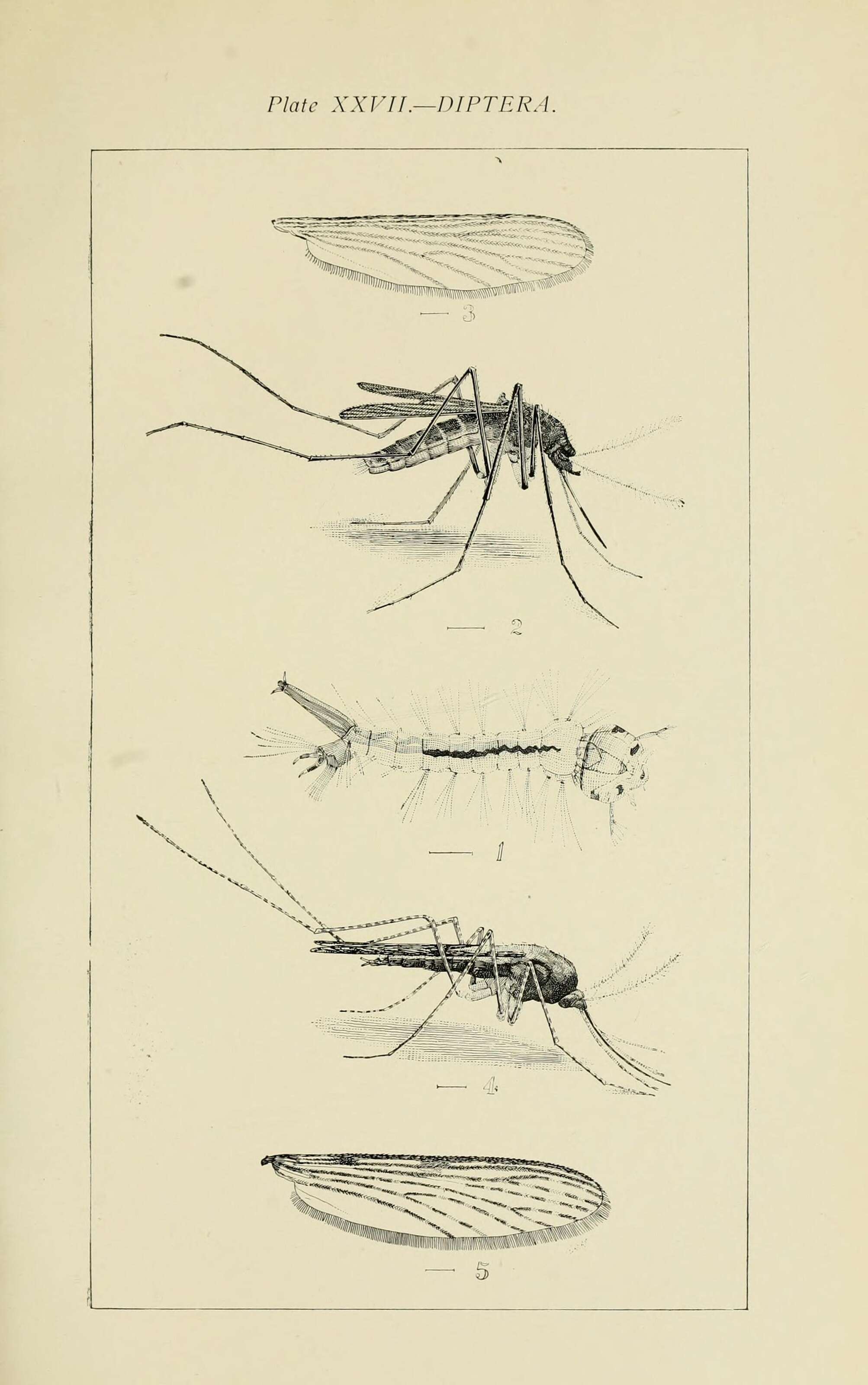 Sivun Culex quinquefasciatus Say 1823 kuva