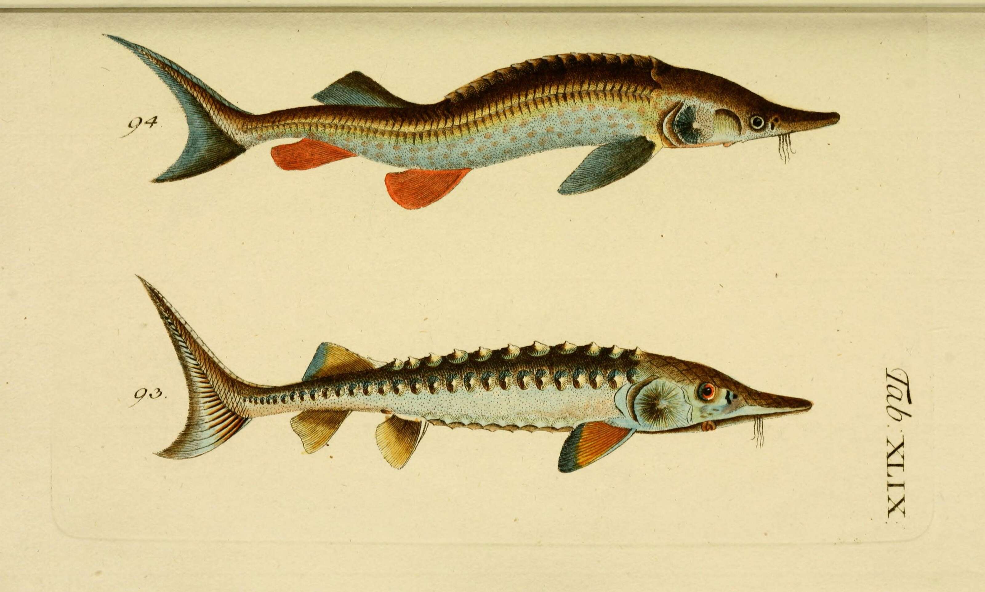 Image of Atlantic Sturgeon