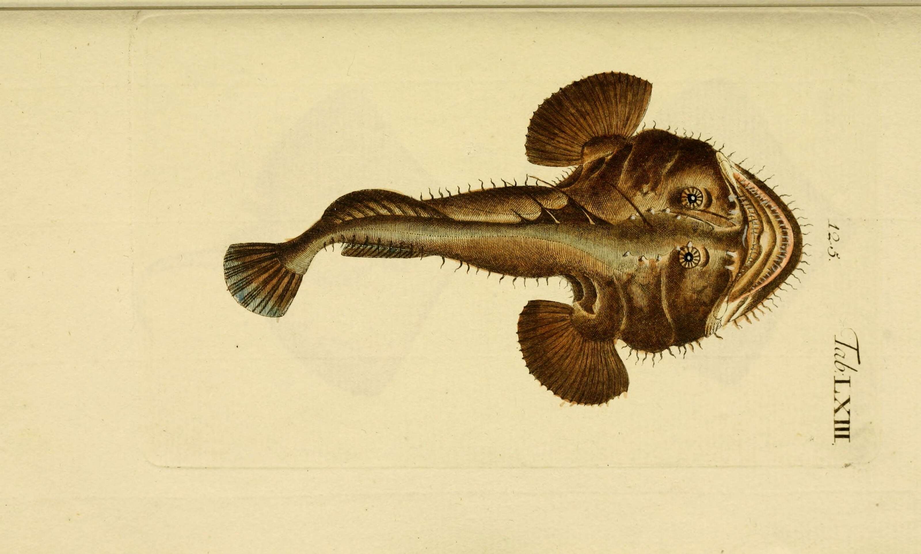 Imagem de Lophius piscatorius Linnaeus 1758