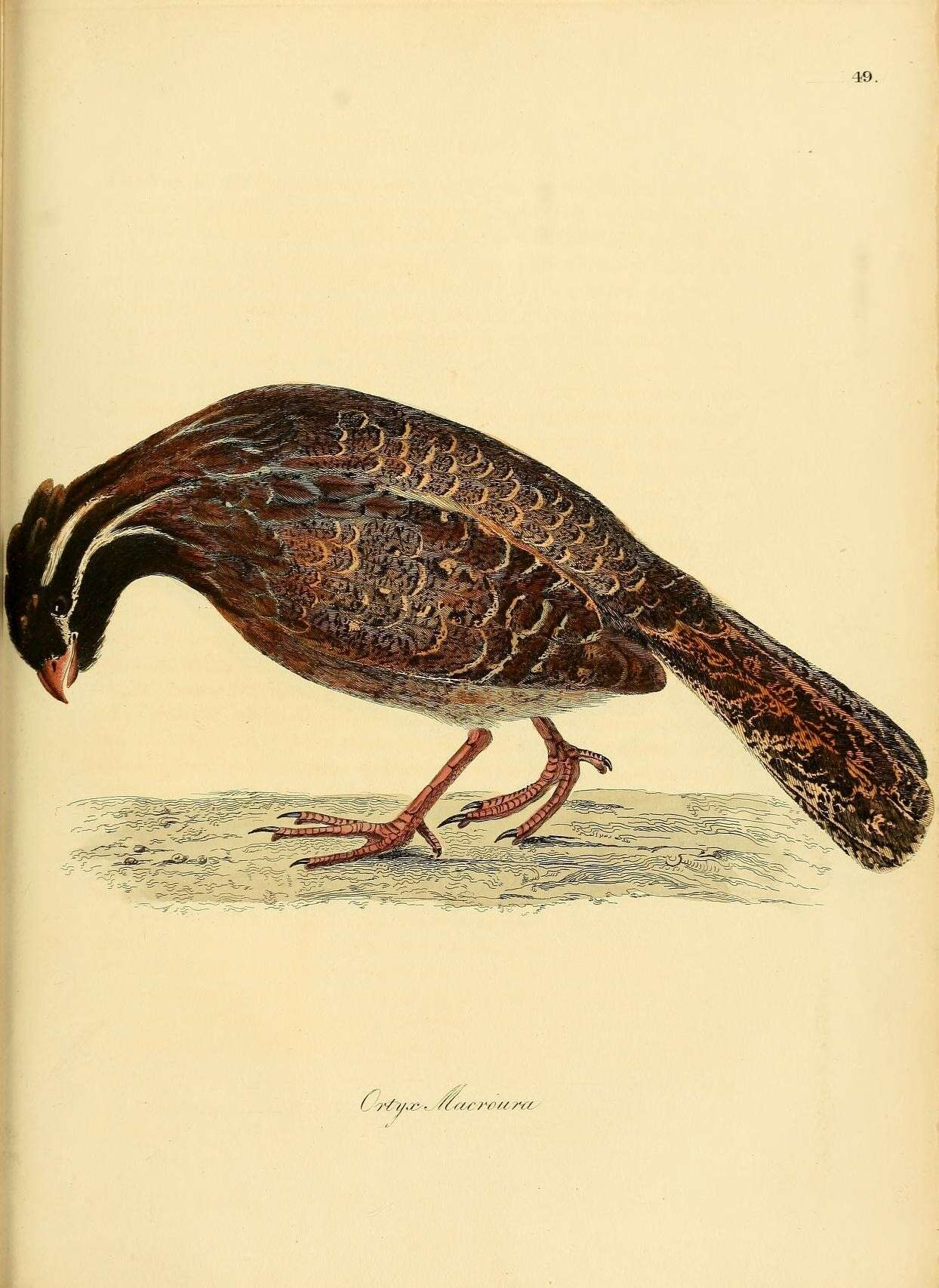 Image of Dendrortyx Gould 1844