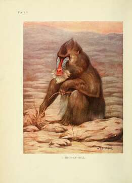 Image of Mandrill