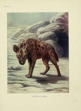 Image of Spotted Hyaenas