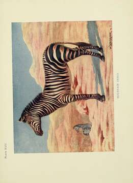 Image of Cape mountain zebra