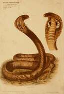 Image of Indian cobra