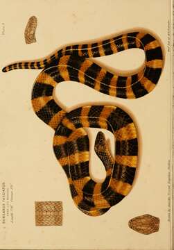 Image of Banded Krait