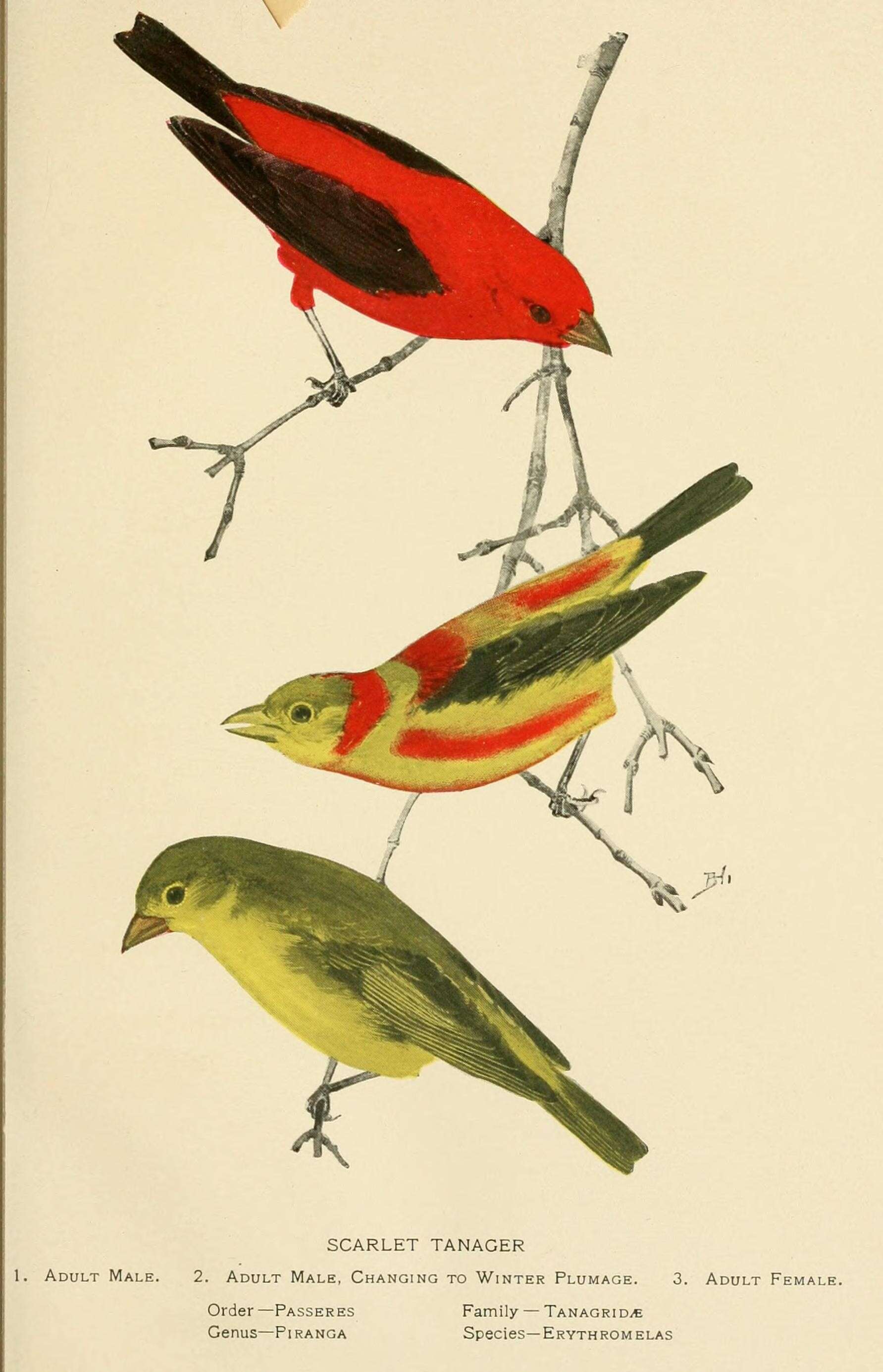 Image of Scarlet Tanager