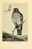 Image of Red-shouldered Hawk