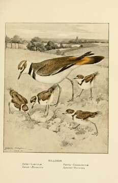 Image of Killdeer