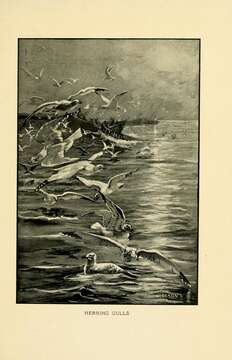Image of American Herring Gull