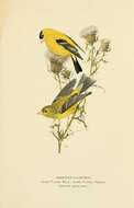 Image of American goldfinch