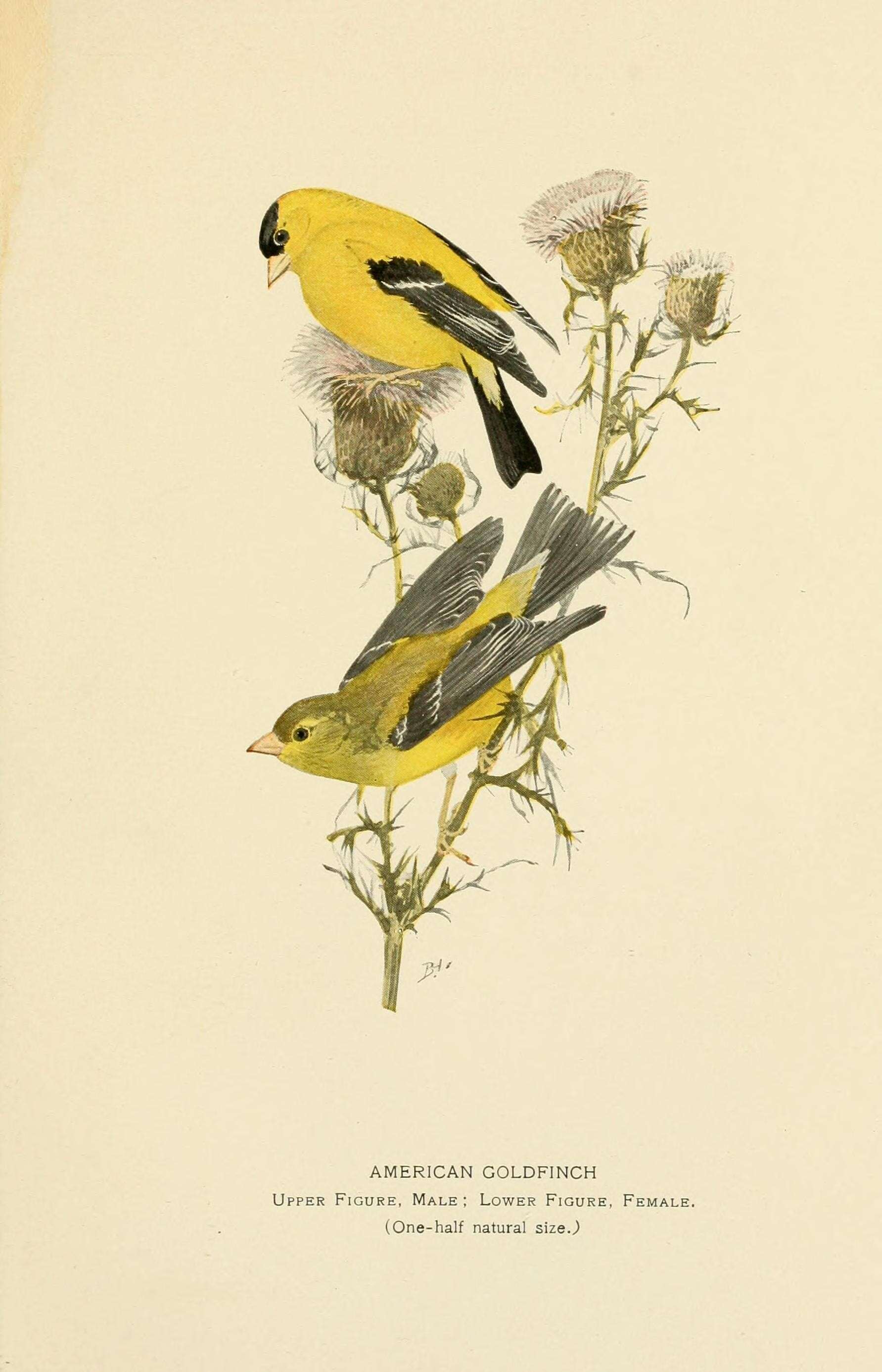 Image of American goldfinch