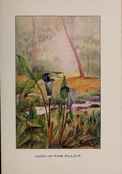 Image of Jack in the pulpit