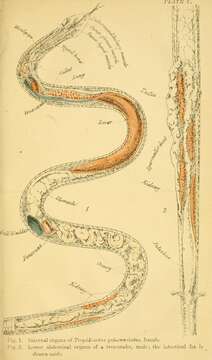 Image of Xenochrophis Günther 1864