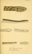 Image of Xenochrophis punctulatus (Günther 1858)