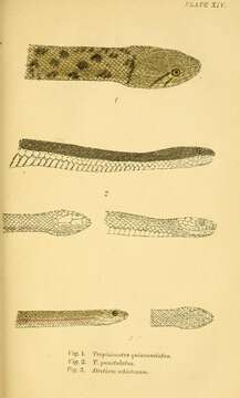 Xenochrophis punctulatus (Günther 1858)的圖片