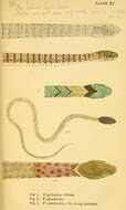 صورة Amphiesma stolatum (Linnaeus 1758)