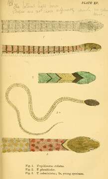 Image of buff striped keelback