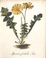 Image of Aposeris