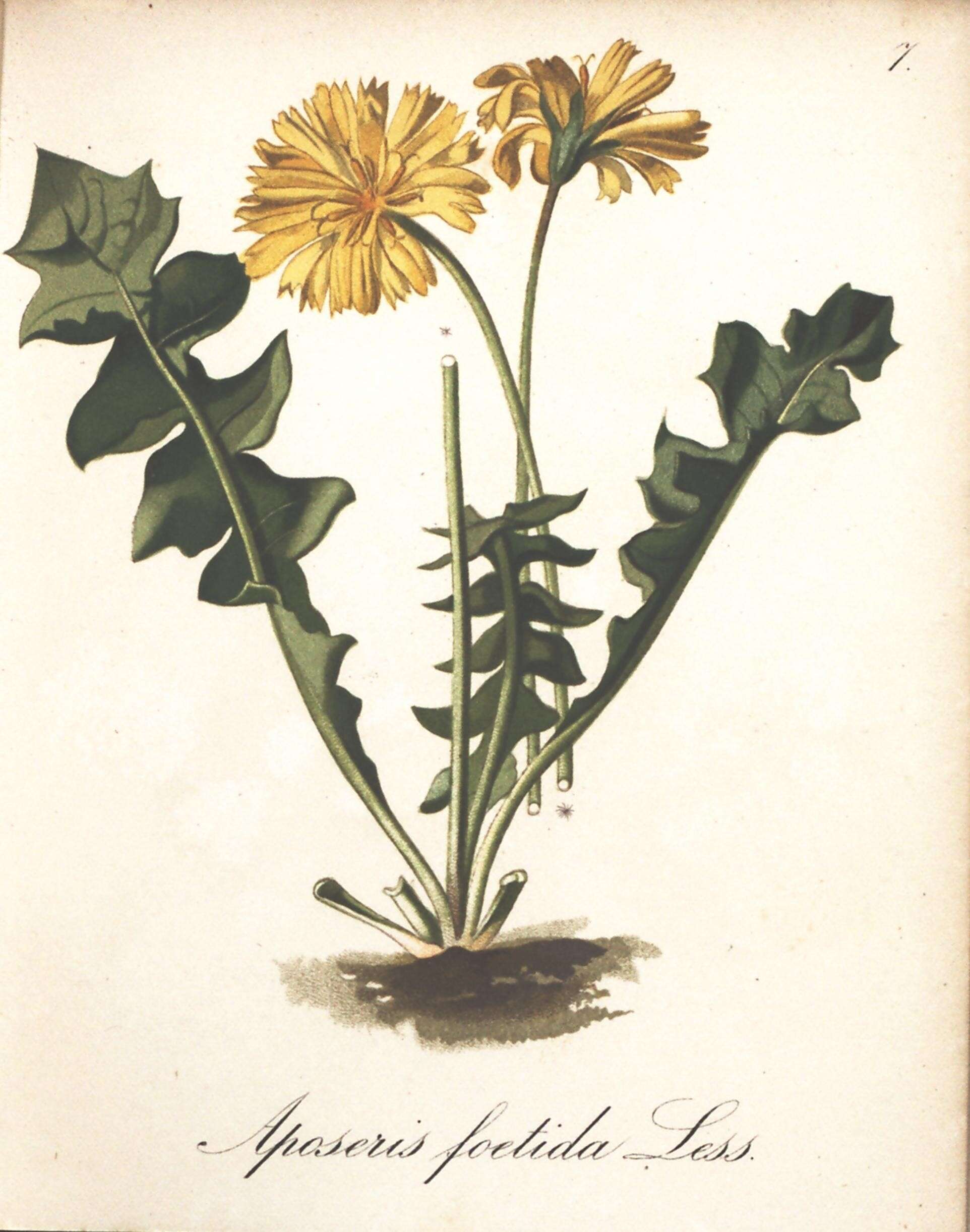 Image of Aposeris