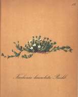 Image of Facchinia rupestris (Scop.) Dillenb. & Kadereit