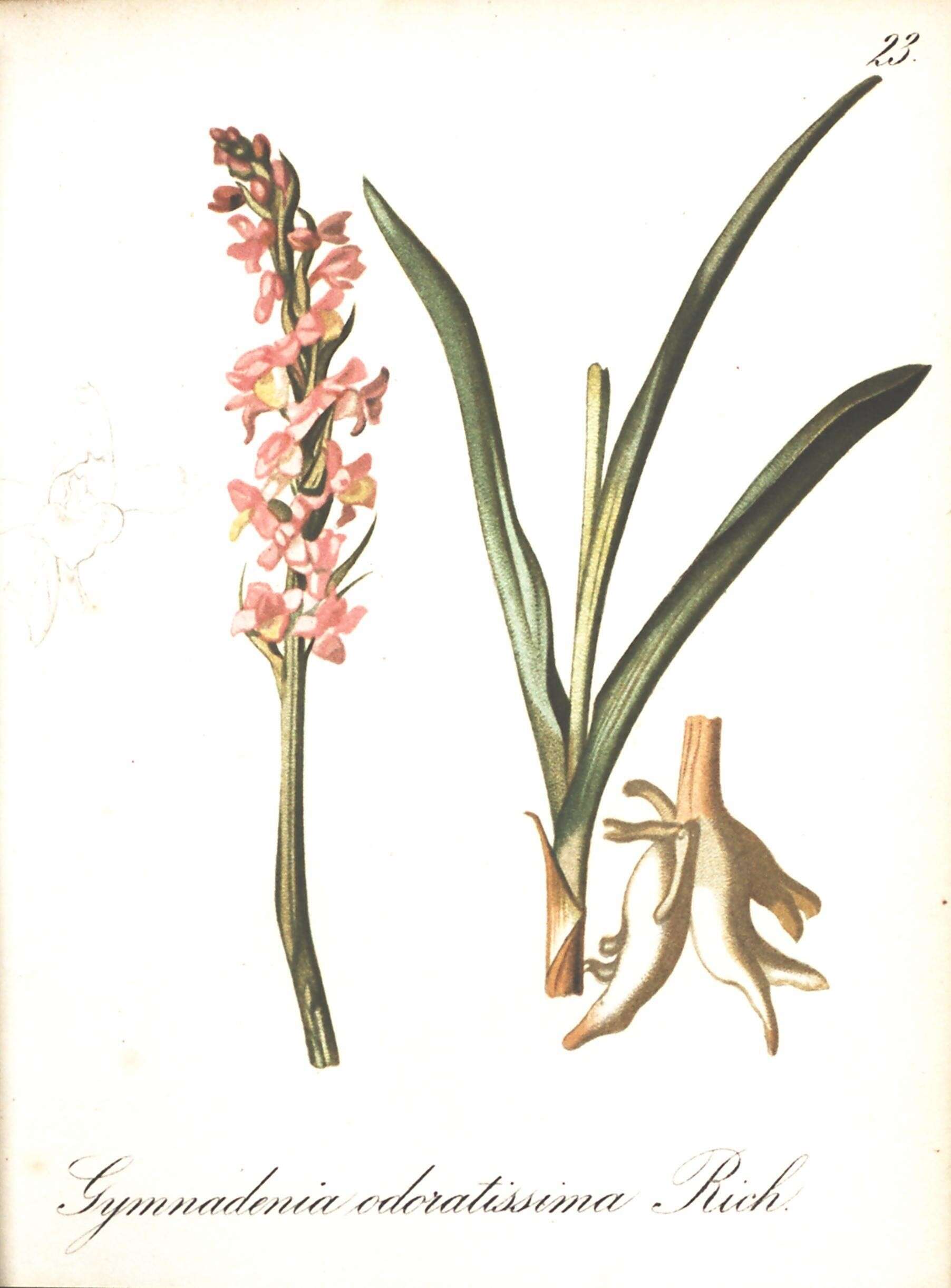 Image of Short spurred fragrant orchid