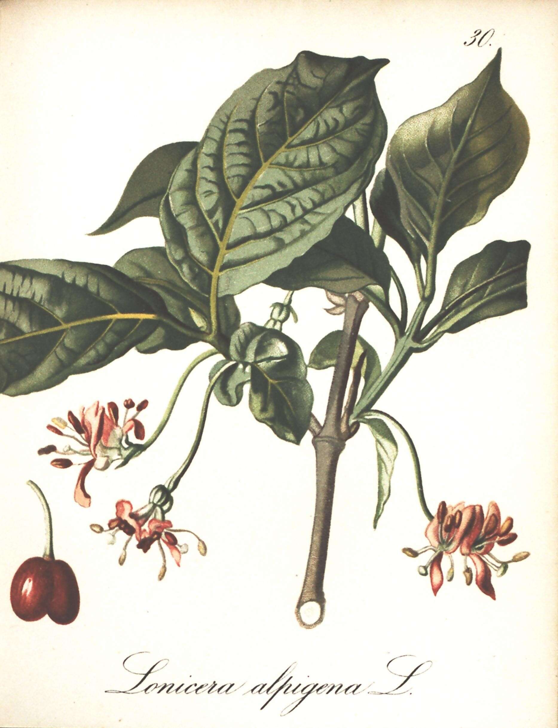 Image of alpine honeysuckle