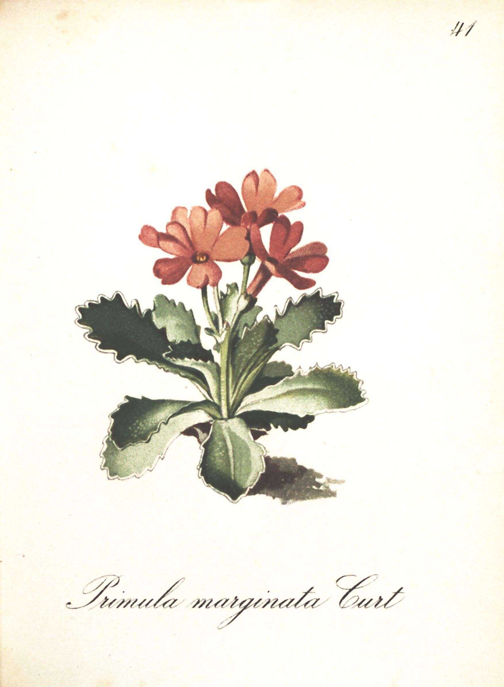 Image of Primula marginata Curtis