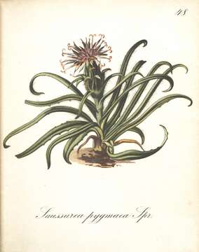 Image de Saussurea pygmaea (Jacq.) Spreng.