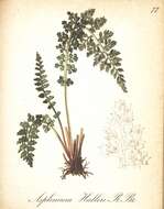 Asplenium fontanum subsp. fontanum resmi