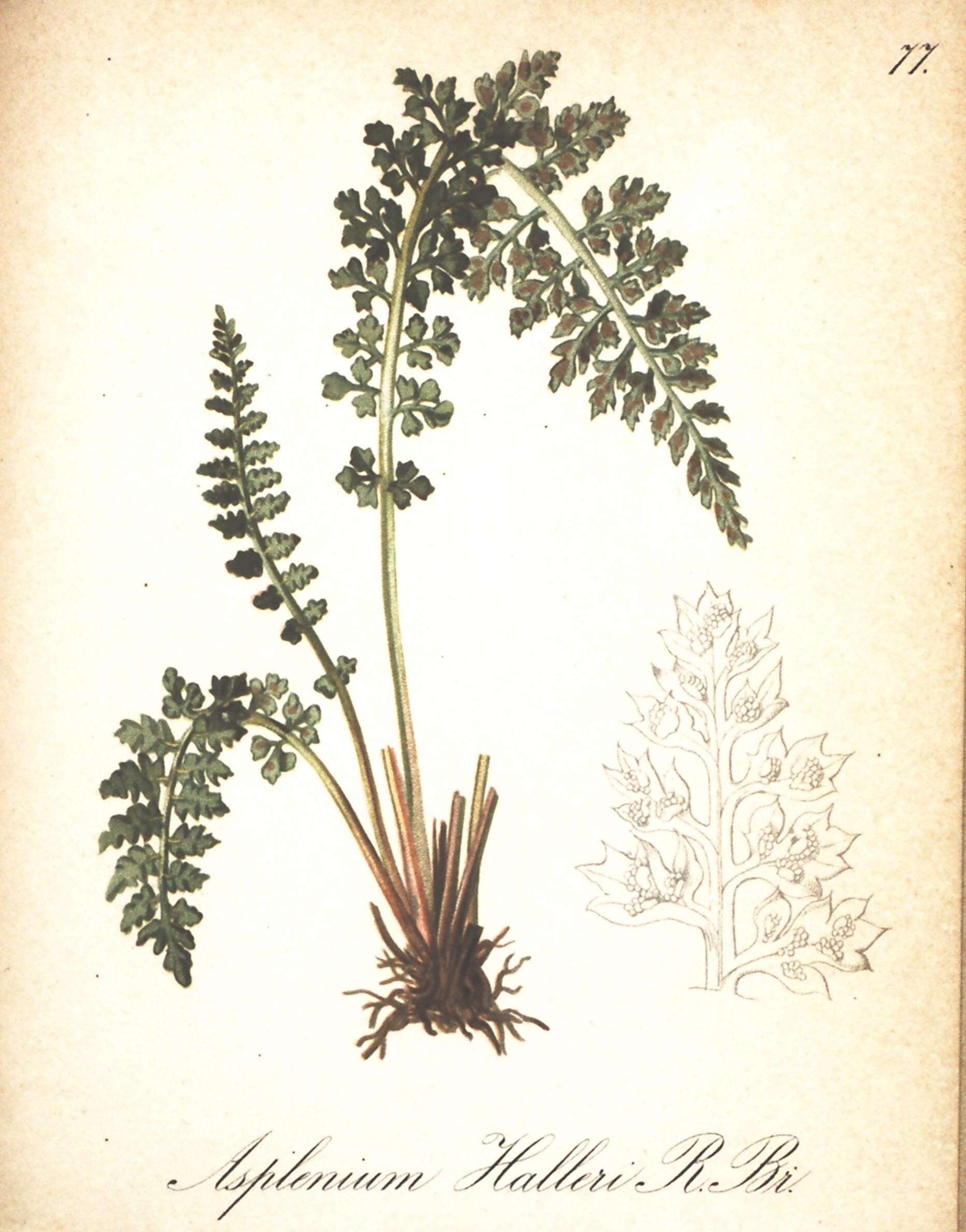 Asplenium fontanum subsp. fontanum resmi