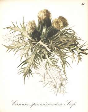 Image of Spiniest Thistle