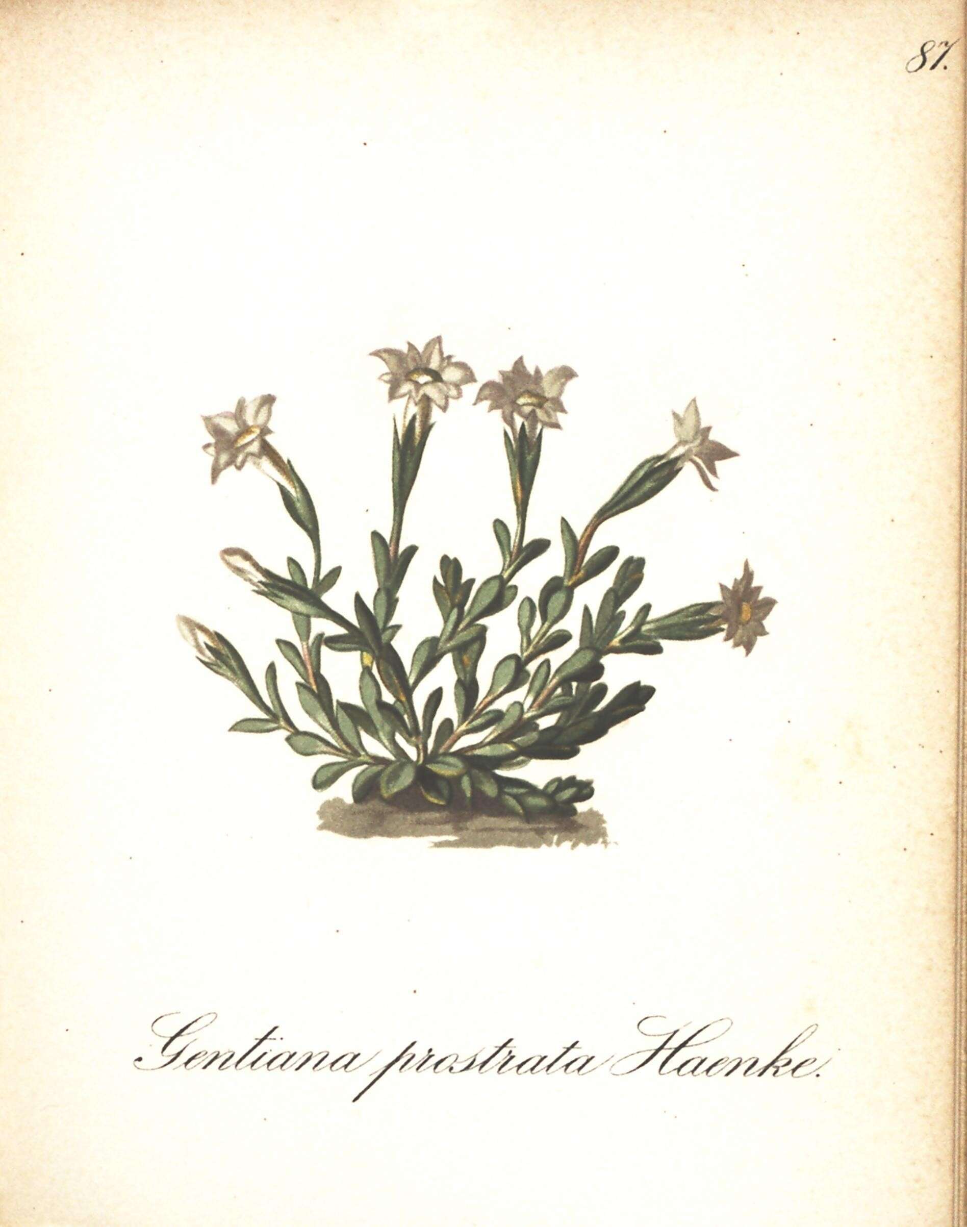 Image of Pygmy Gentian