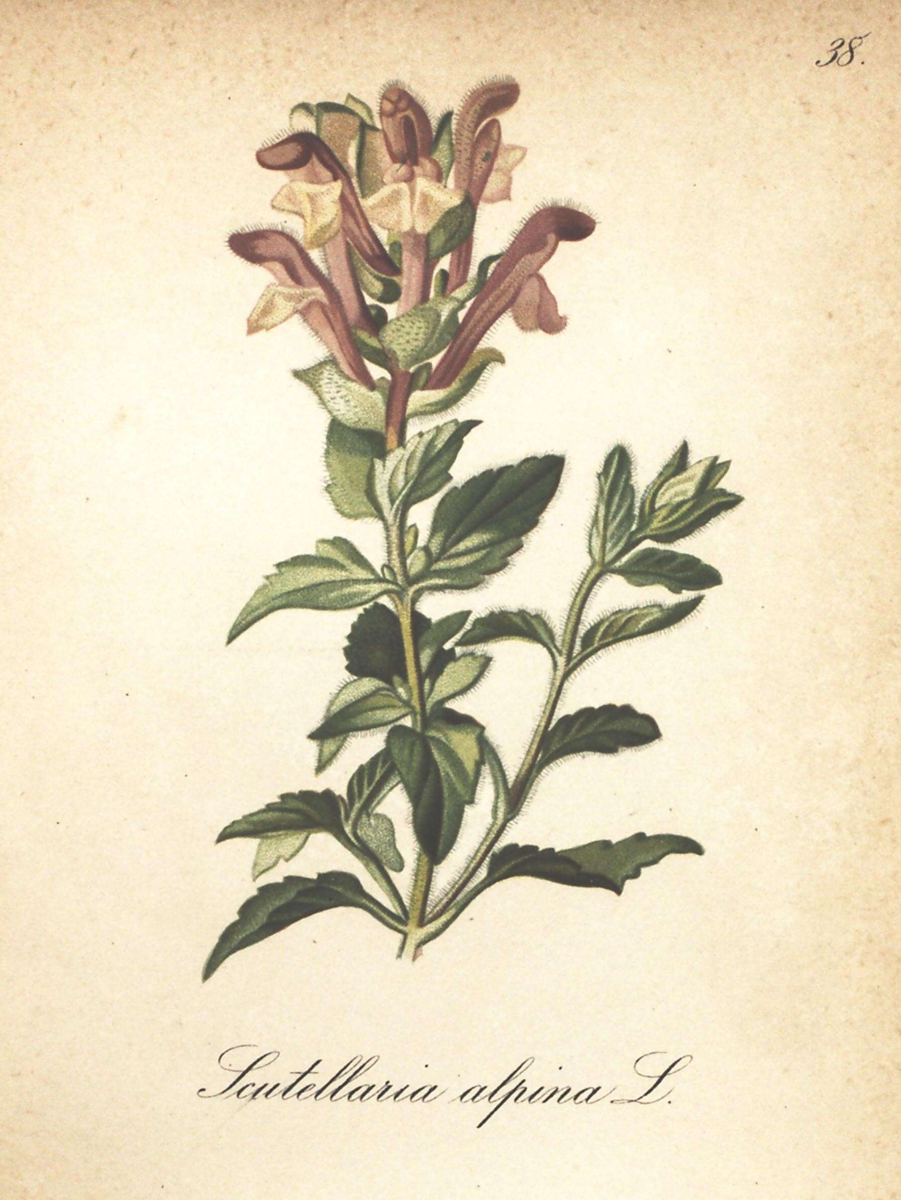 Image of Alpine Skullcap