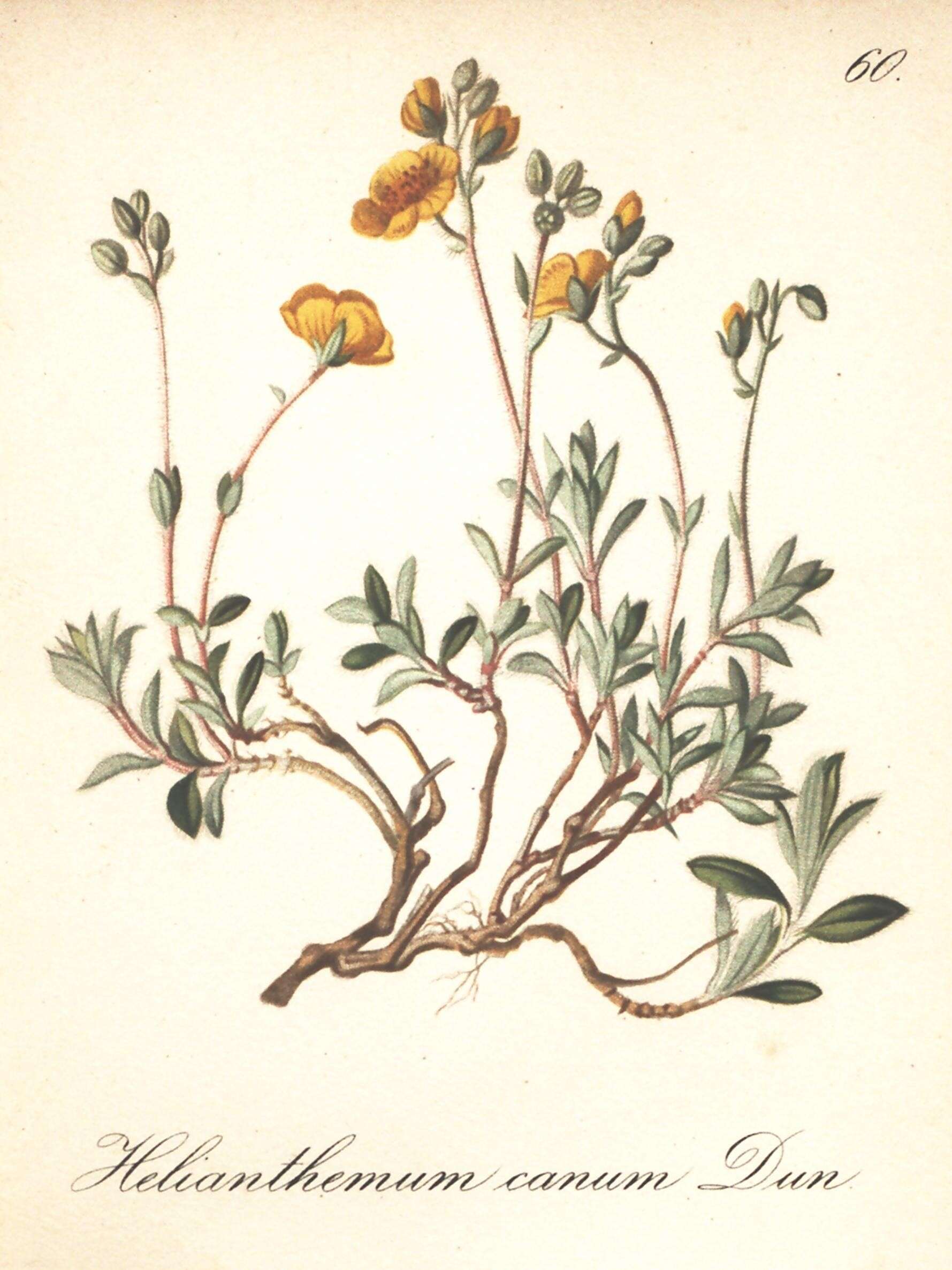 Imagem de Helianthemum canum subsp. incanum (Willk.) Rivas Mart.