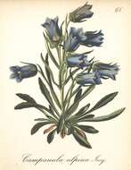 Image of Alpine Bellflower