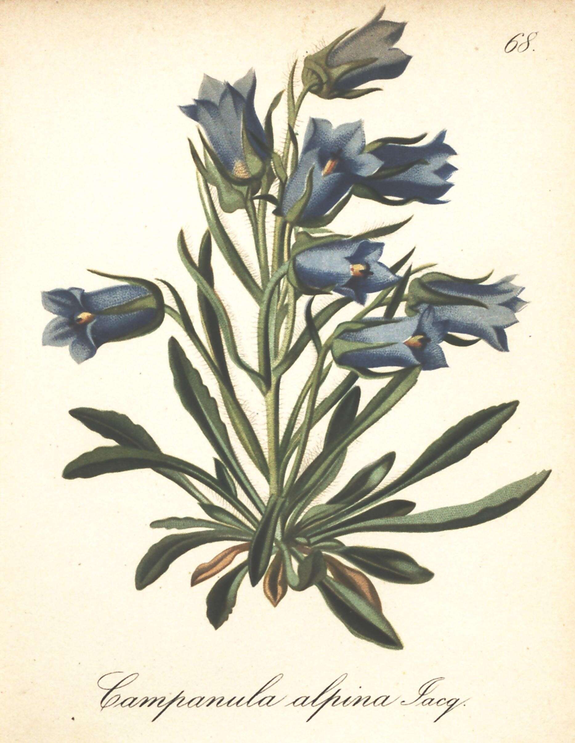 Image of Alpine Bellflower