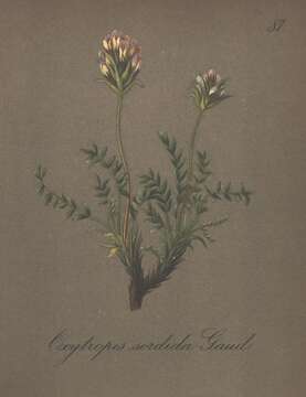 Plancia ëd Oxytropis sordida