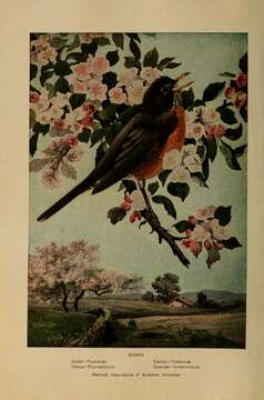 Image of American Robin