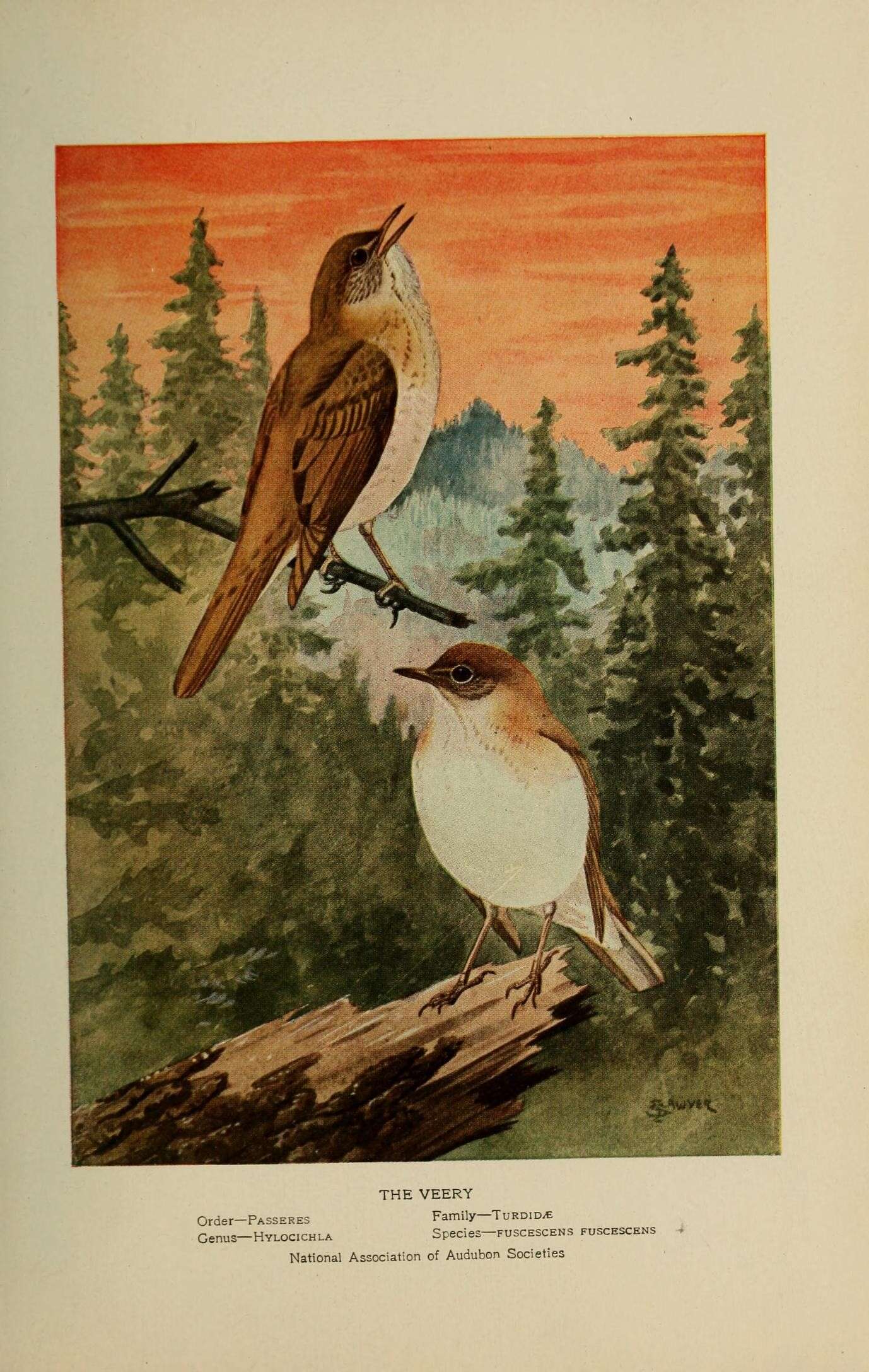 Image of Veery