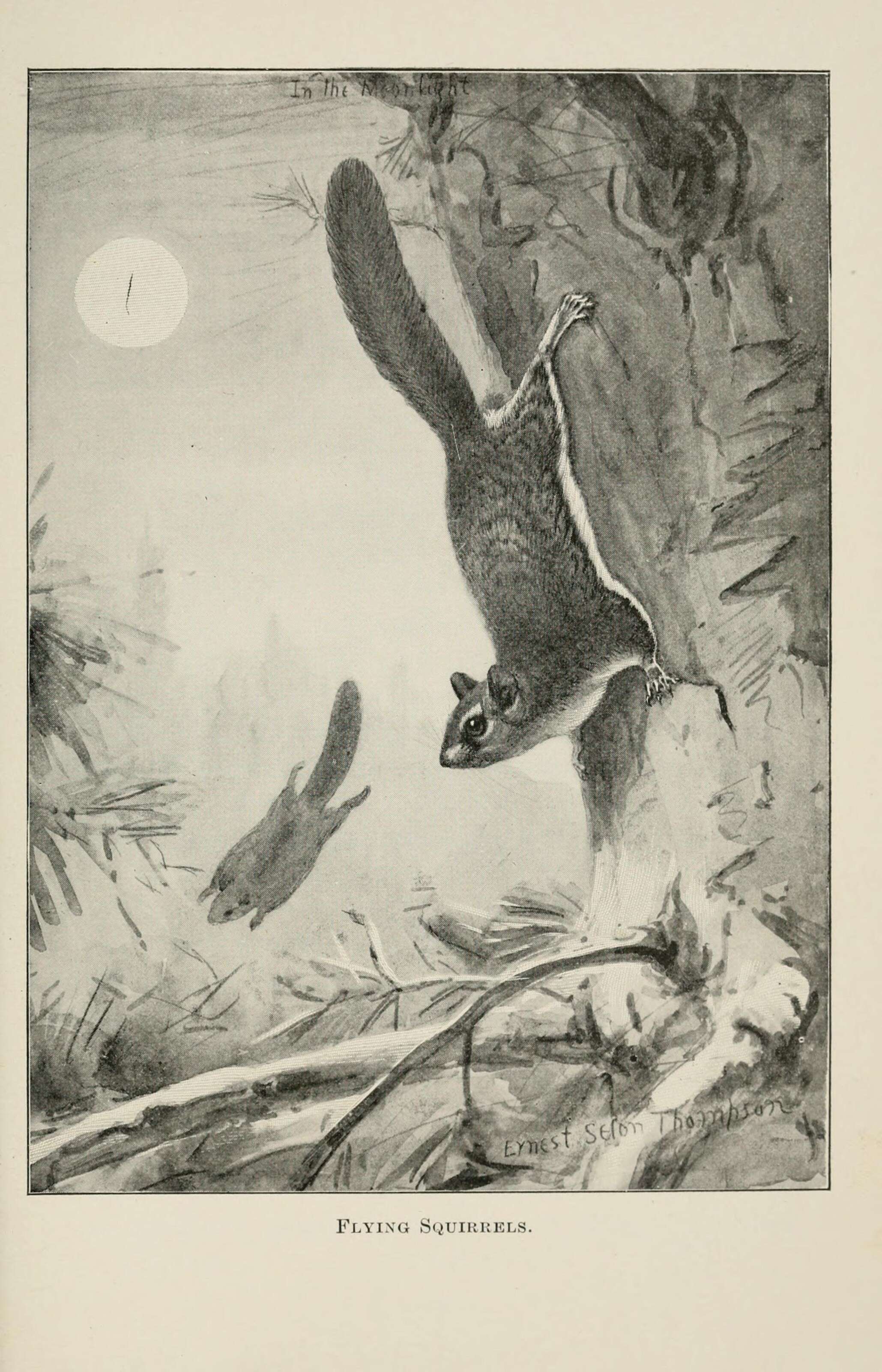 Image of American Flying Squirrels