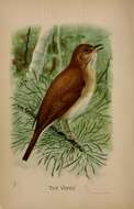 Image of Veery