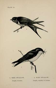 Image of Tachycineta Cabanis 1851