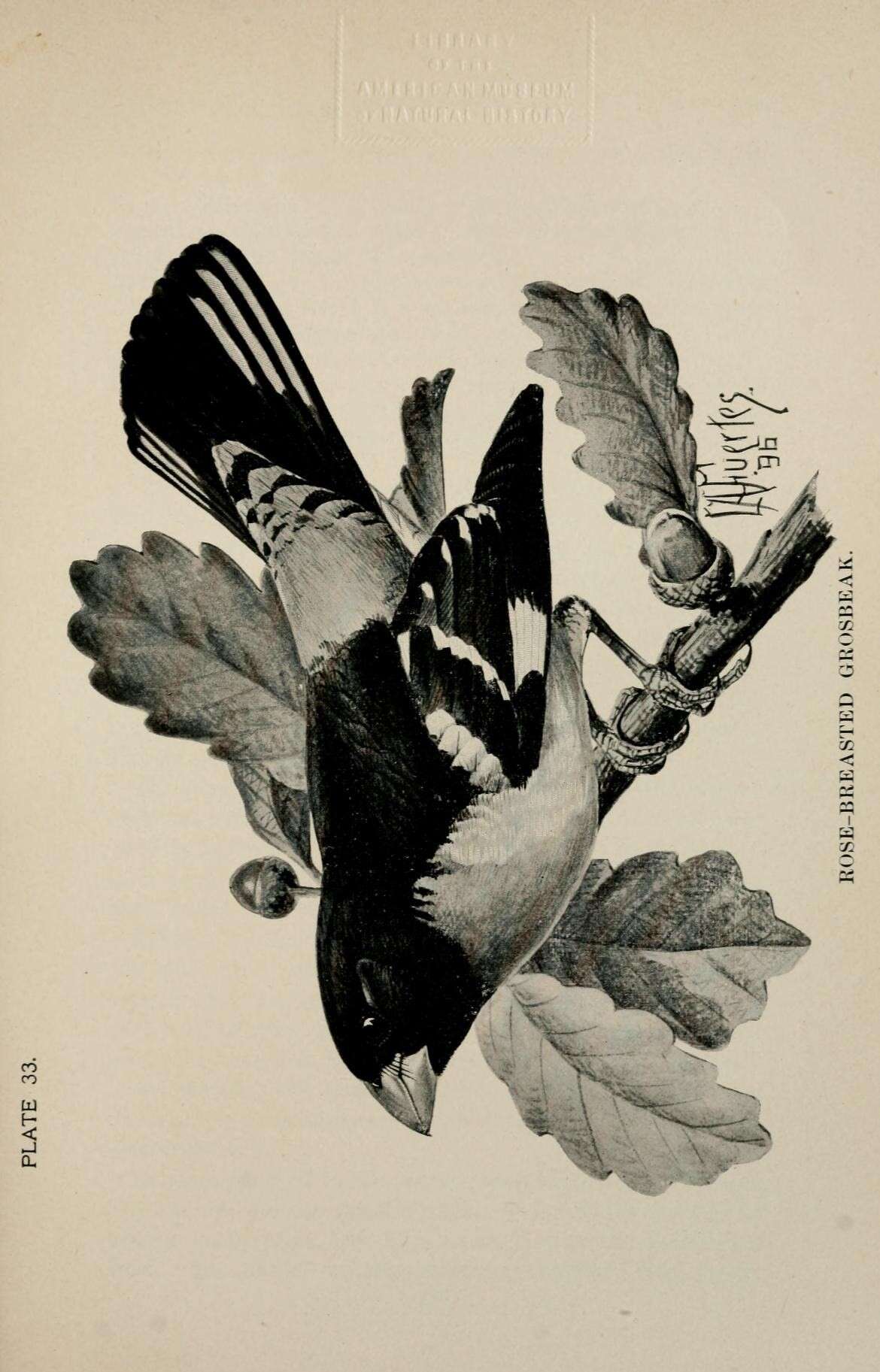 Image of Rose-breasted Grosbeak