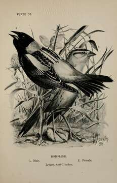 Image de Dolichonyx Swainson 1827