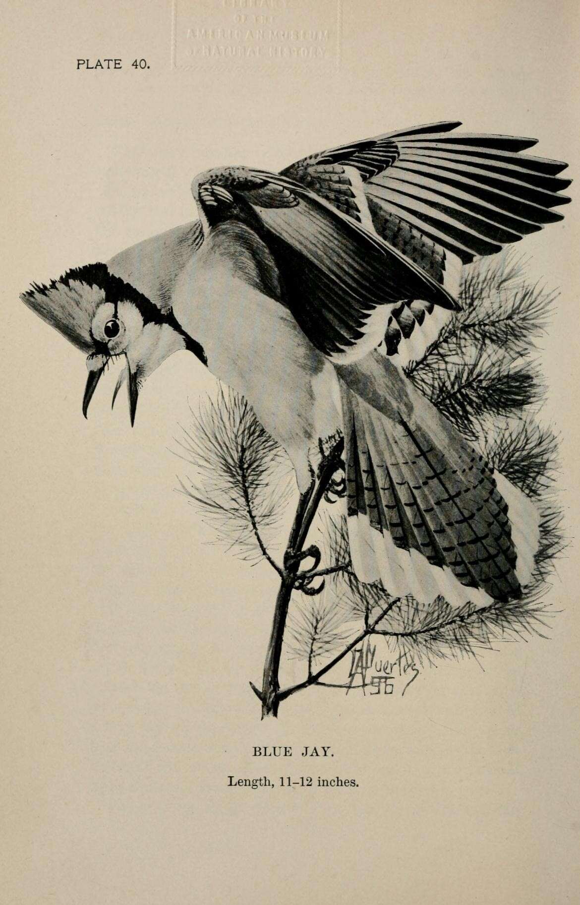 Image of Blue Jay